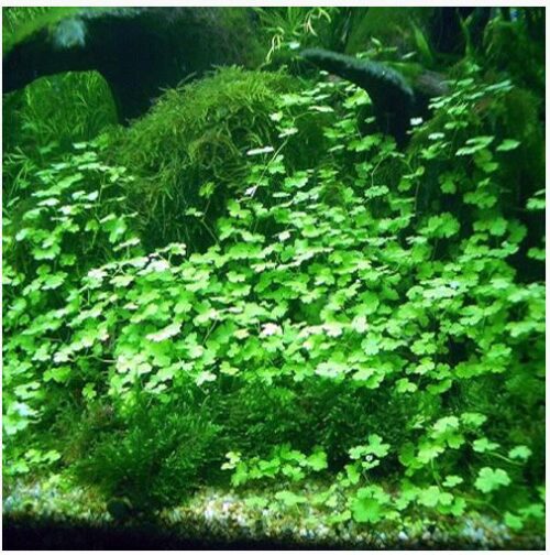 Dwarf Pennywort on Mat