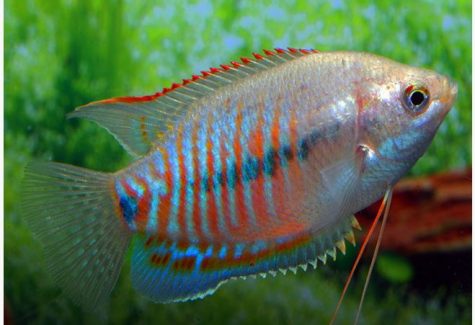 Licorice Gourami Fish | Arizona Aquatic Gardens