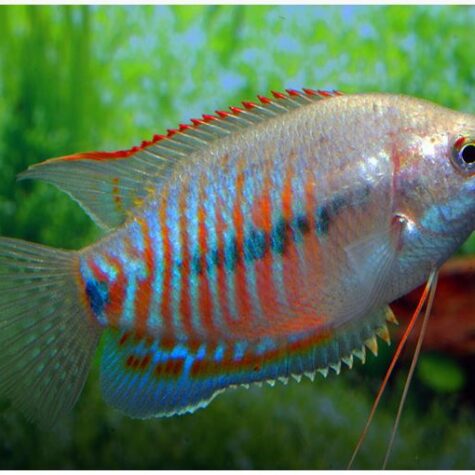 Dwarf Honey Red Gourami Fish | Arizona Aquatic Gardens