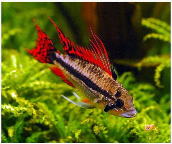 Dwarf Triple Red Cacatuoides Cichlid