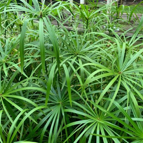 Tropical Bog Plants