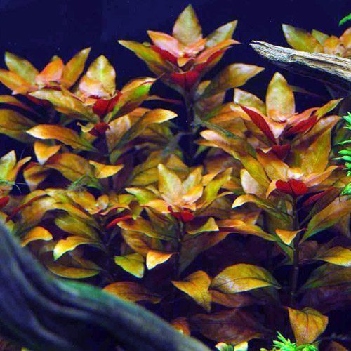 East Asian Ludwigia Oval Leaf Bunched Aquarium Plant