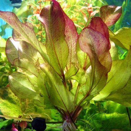 Echinodorus Frans Stoffels Aquarium Plant