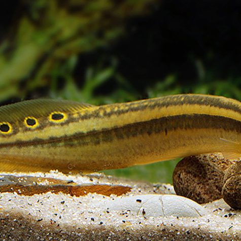 Peacock Eel