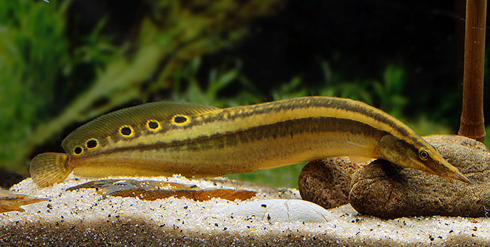 Peacock Eel