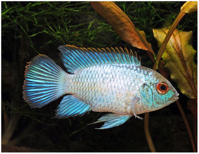 Blue Acara Freshwater Fish | Arizona Aquatic Gardens