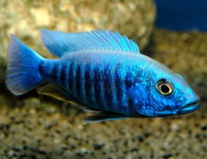 Electric Blue Hap Cichlid | Arizona Aquatic Gardens