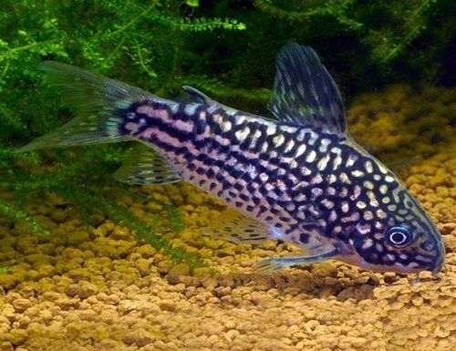 Elegans Cory Catfish