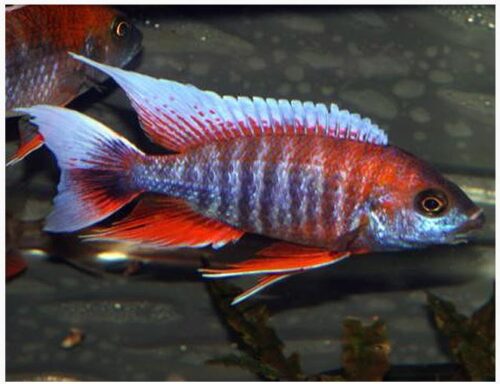 Eureka Red Cichlid