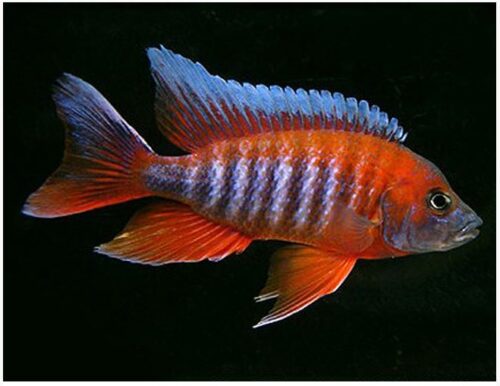 Eureka Red Cichlid