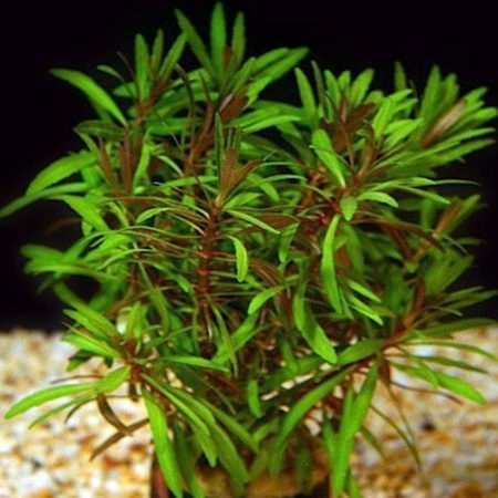 Eusteralis Freshwater Potted Plant