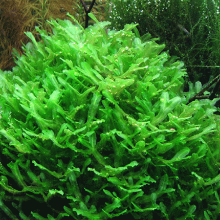 Exotic Pellia Aquarium Plant-Monosolenium Tenerum