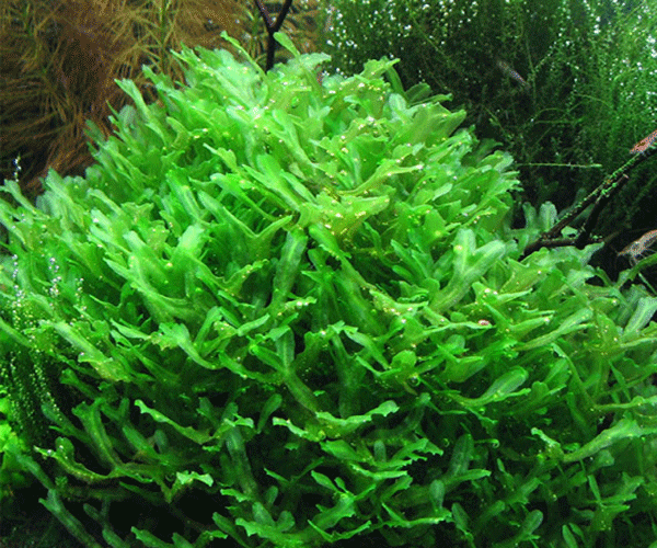 Exotic Pellia Aquarium Plant-Monosolenium Tenerum