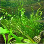 Exotic Vesuvius Aquarium Sword Plant | Arizona Aquatic Gardens