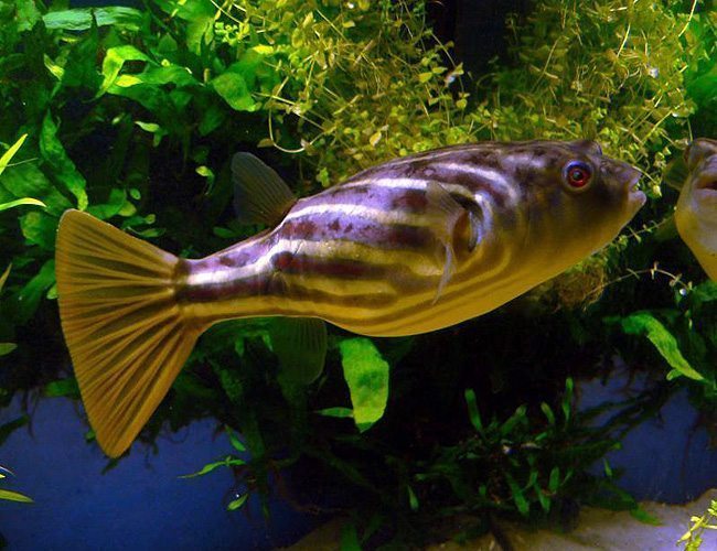 true freshwater puffer fish