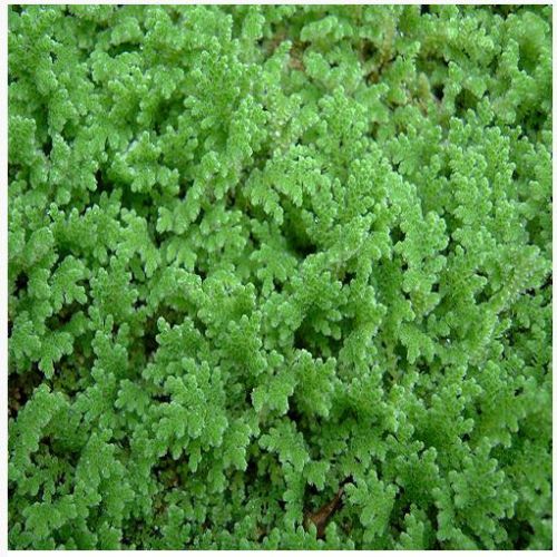 Fairy Moss Azolla or Azolla caroliniana Floating Plant - Arizona ...