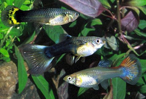 Endler's Livebearer Fancy Guppy Male | Arizona Aquatic Gardens