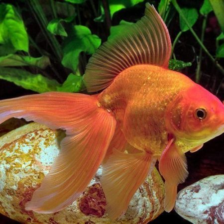 Fancy Red Fantail Goldfish