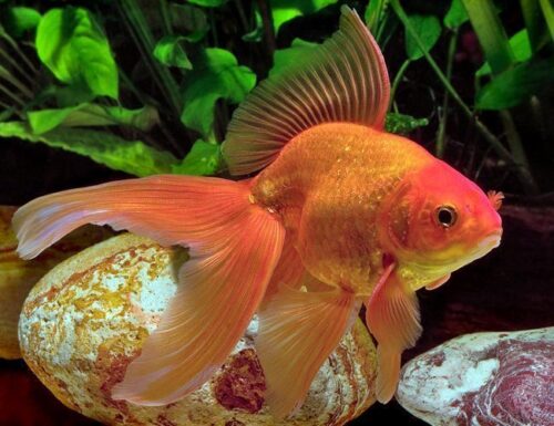 Fancy Red Fantail Goldfish