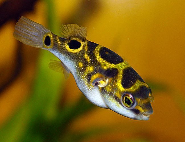 Figure 8 puffer fish by DocSquared (source: flickr.com)