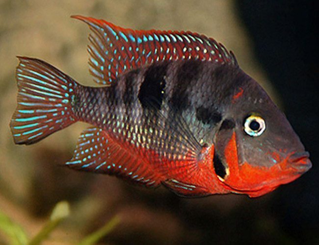 Firemouth Cichlids fish
