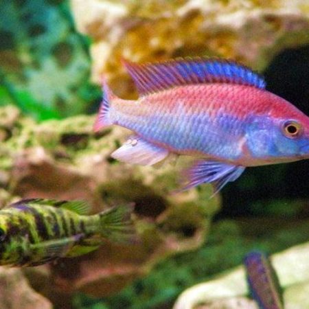 Flameback Cichlid, Freshwater Aquarium Fish