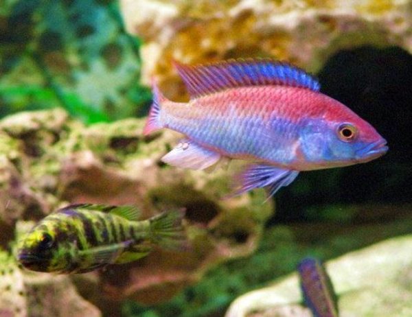Flameback Cichlid, Freshwater Aquarium Fish