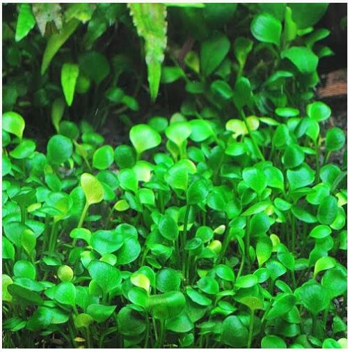 Four Leaf Clover Dwarf Marsilea crenata Pot 3