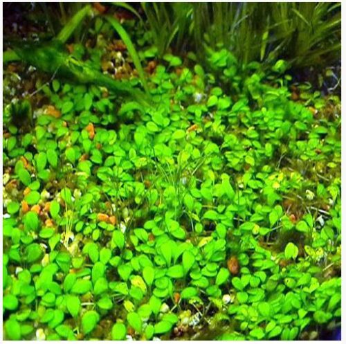 Four Leaf Clover Dwarf Marsilea crenata Pot 3