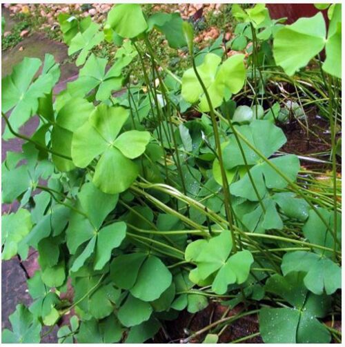 Four Leaf Clover Dwarf Marsilea crenata Pot