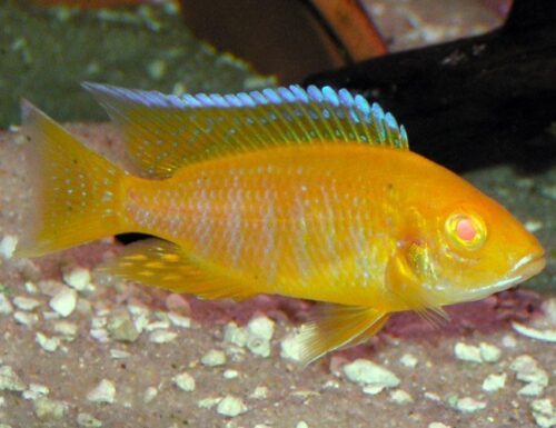 Peacock Aulanocara Albino Sunburst Cichlid