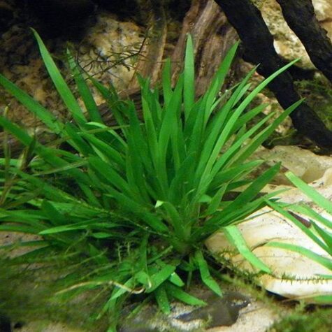 Fresh Water Acorus Aquarium Plant