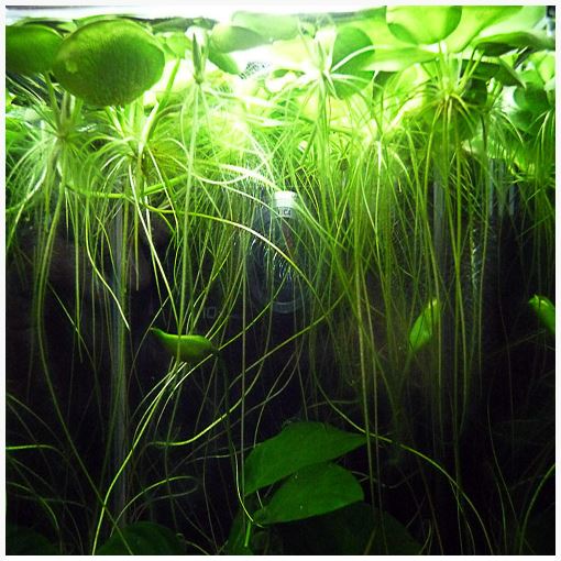 Frogbit American Aquatic Plant for freshwater aquariums
