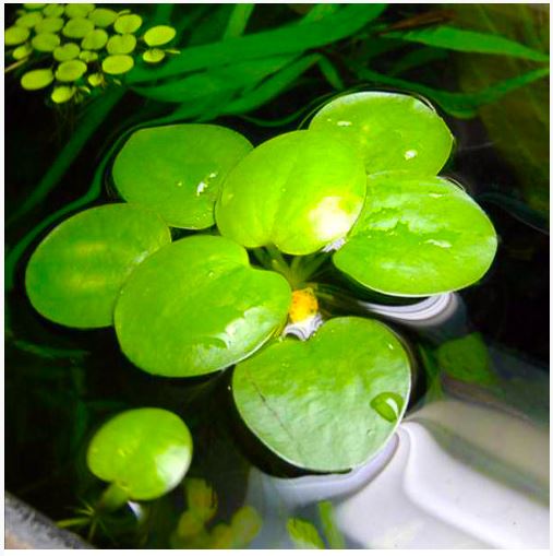 Frogbit American Aquatic Plant for freshwater aquariums