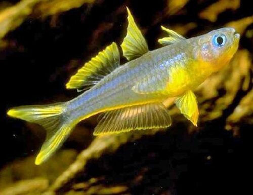 Furcata Tropical Rainbowfish