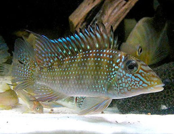 Geophagus Jurupari Cichlid Pond Fish