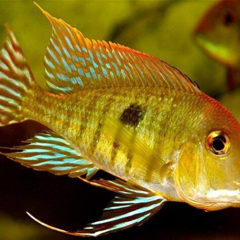 Geophagus Pellegrini Cichlid