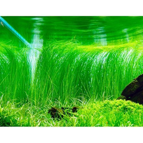 Giant Hairgrass Eleocharis montevidensis Freshwater Aquarium Plant |  Arizona Aquatic Gardens