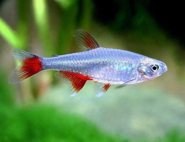 Glass Bloodfin Tropical Tetra
