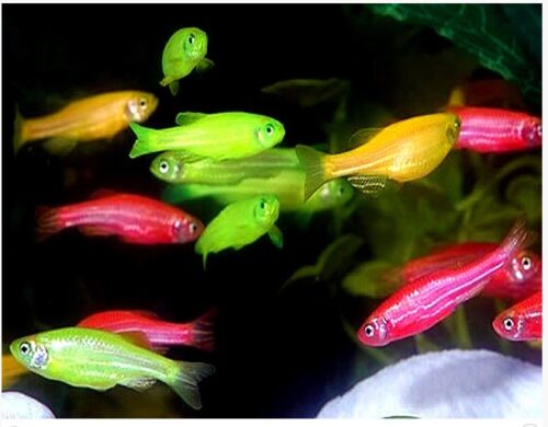 GloFish ® Danios Assortment Pack