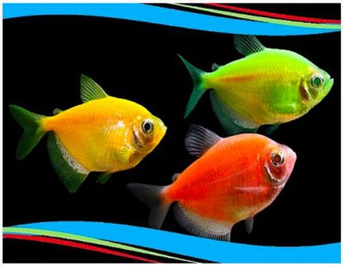 GloFish® GloTetra