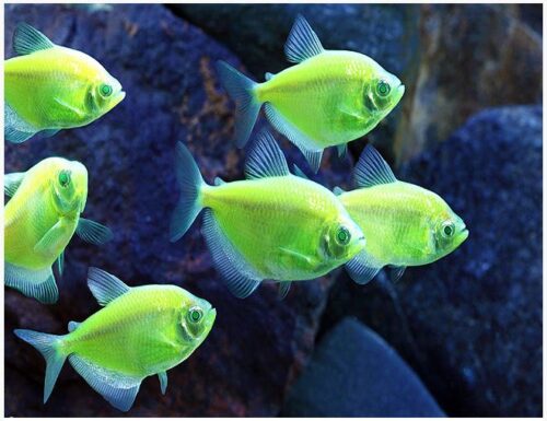 GloFish® GloTetra