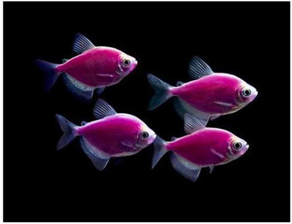 GloFish® Purple GloTetra