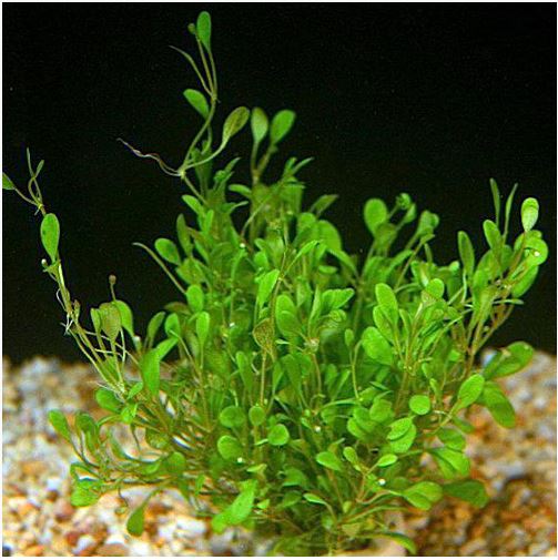 Glossostigma Elatinoides Aquarium Plant