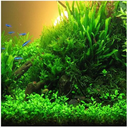 Glossostigma Elatinoides Aquarium Plant 2