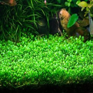 Glossostigma Elatinoides on Mat | Arizona Aquatic Gardens