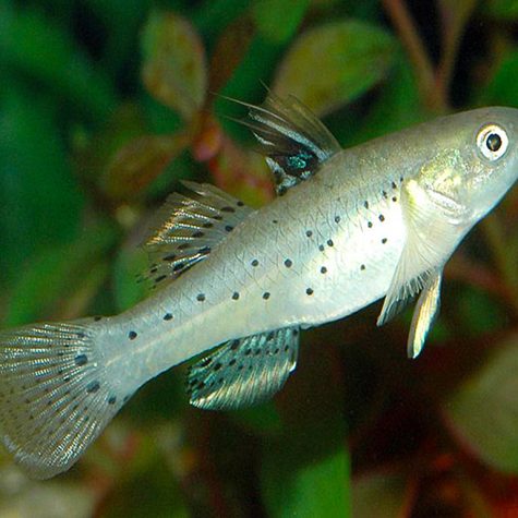 Goby - Knight Goby or Fan Dance Goby