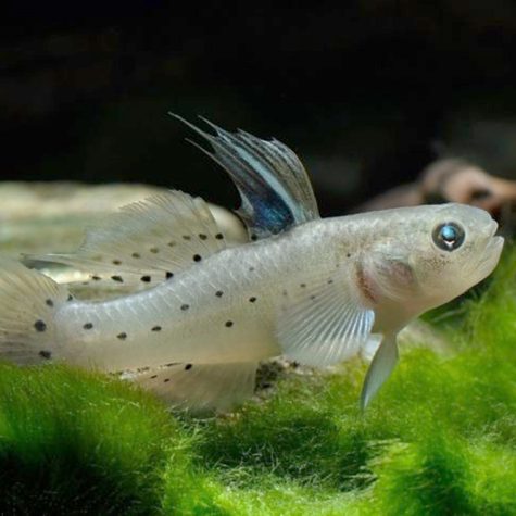 Goby - Knight Goby or Fan Dance Goby