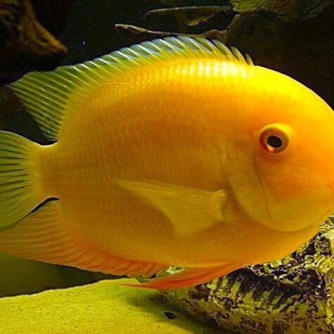 Gold Jumbo Severum Freshwater Fish