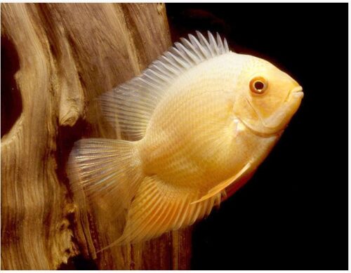 Gold Severum Freshwater Fish 2